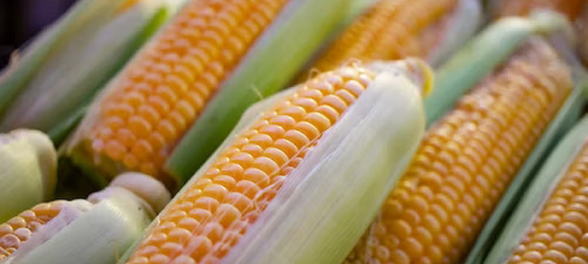 A person enjoying a small portion of cooked corn as part of a balanced post-gallbladder surgery diet.